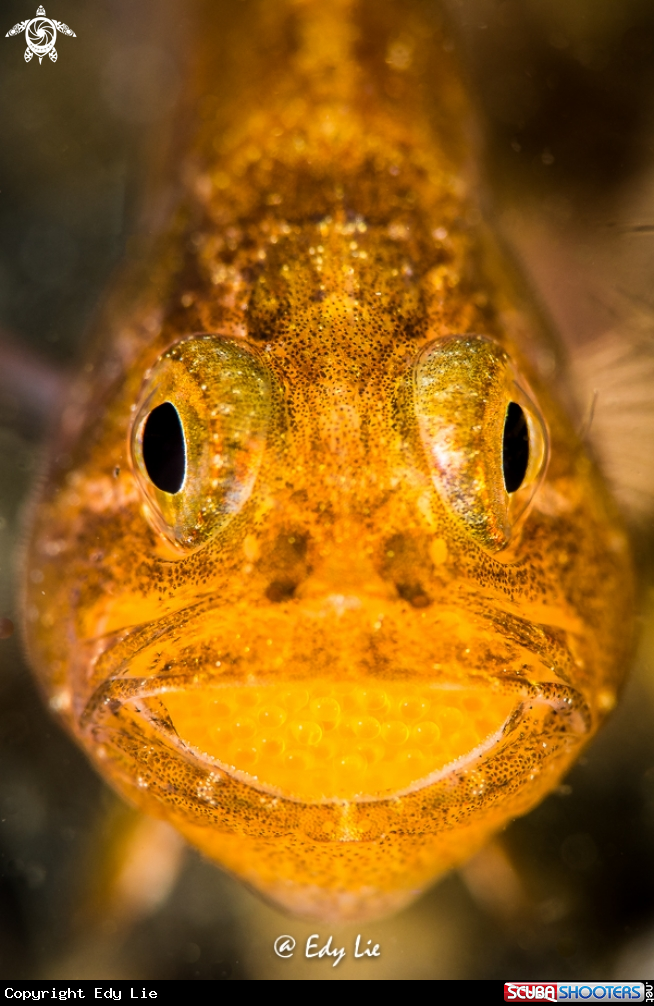 A Cardinal Fish full eggs