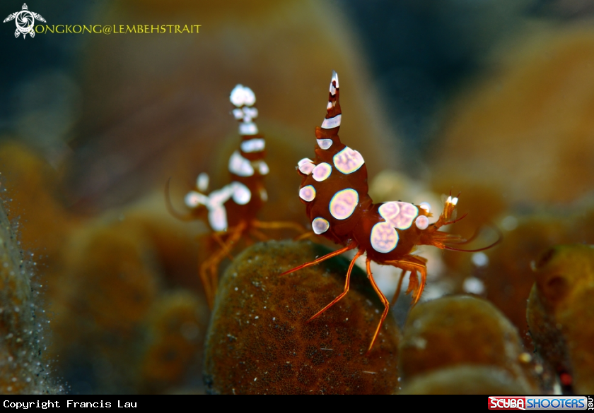 A Sexy Shrimps