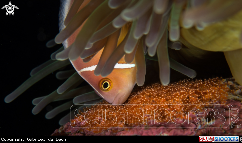 A Clown Fish with Eggs