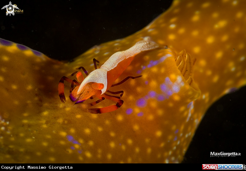 A emperor shrimp