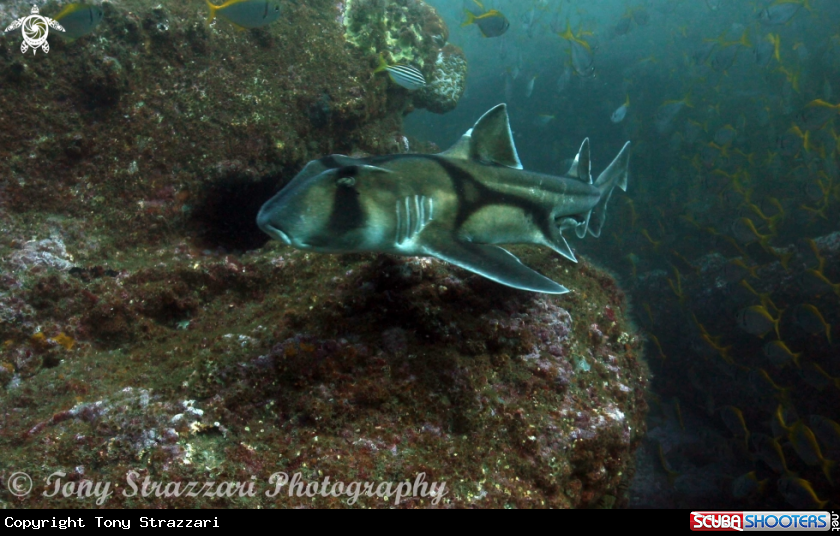 A Port Jackson shark
