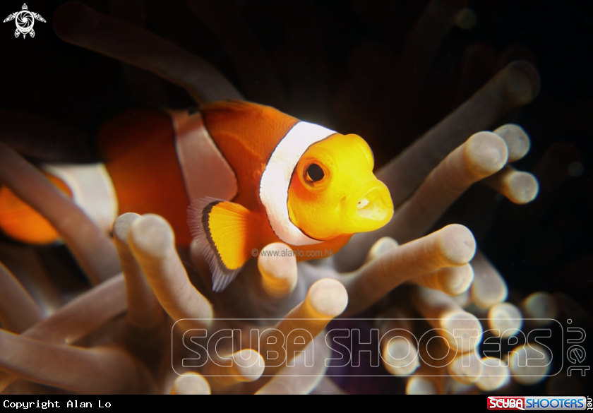 A nemo