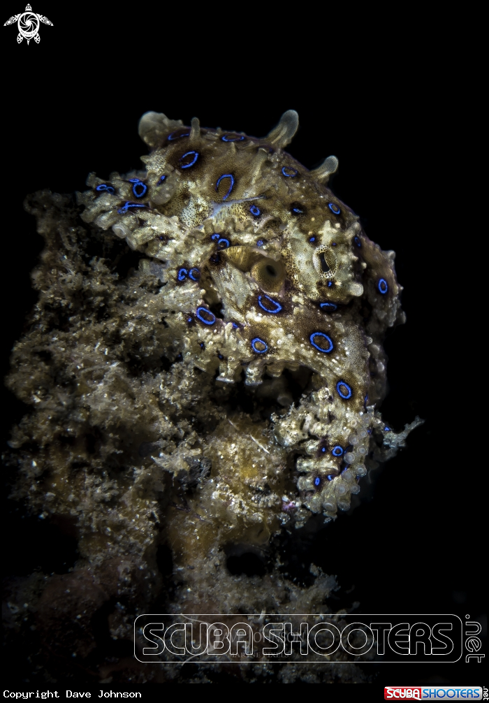 A Blue Ringed Octopus