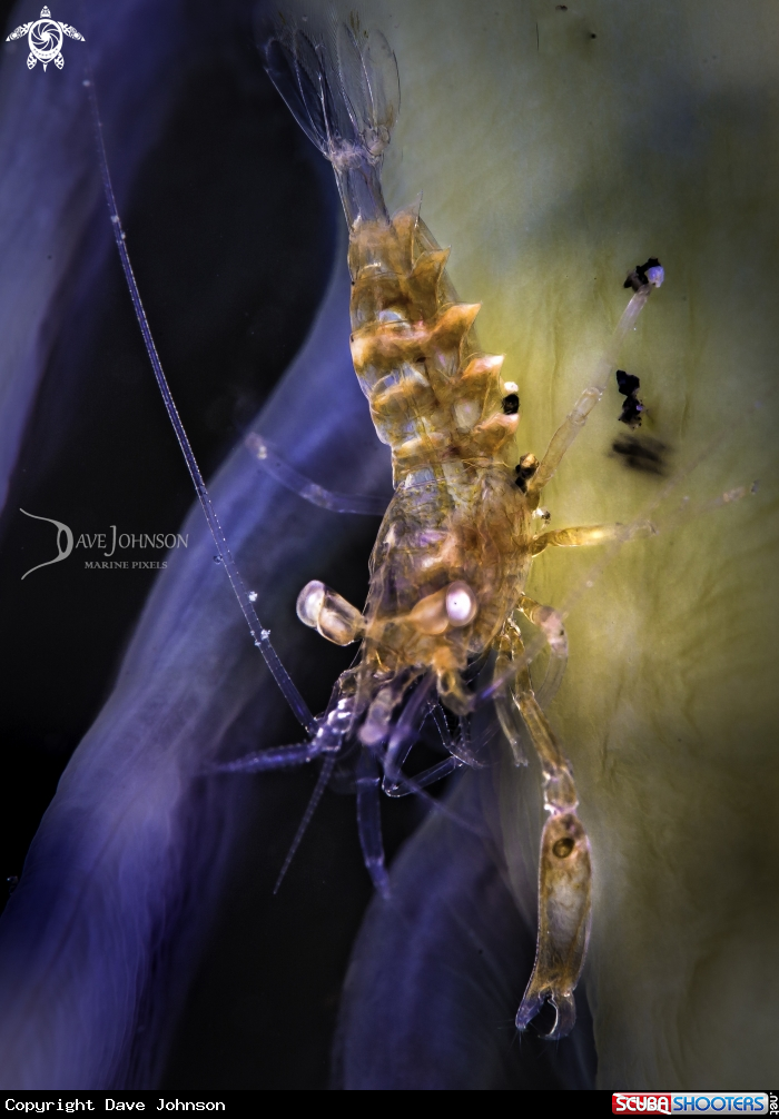 A Shrimp