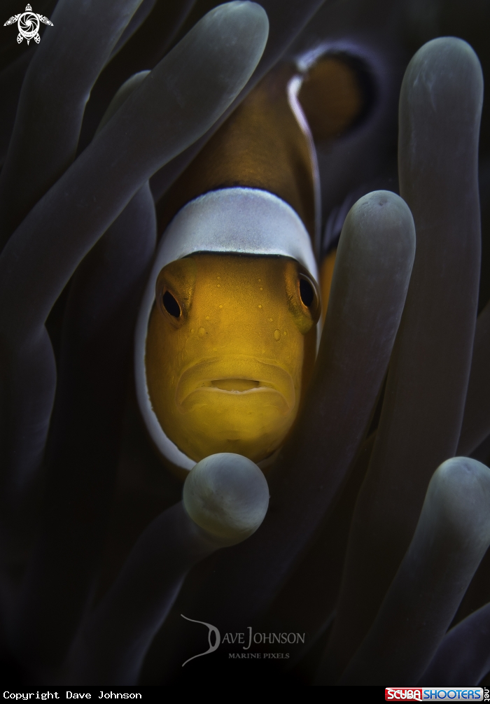 A Anemone Fish