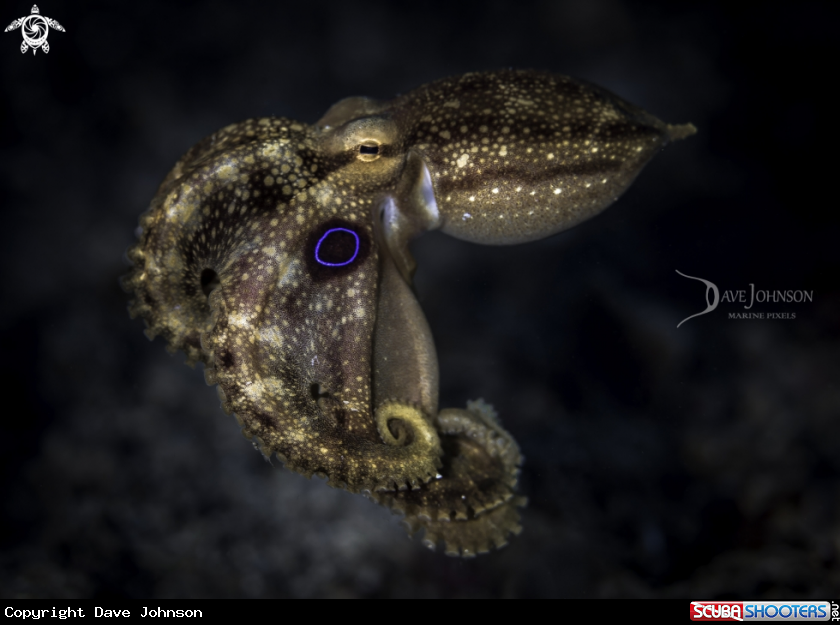 A Ocellated Octopus