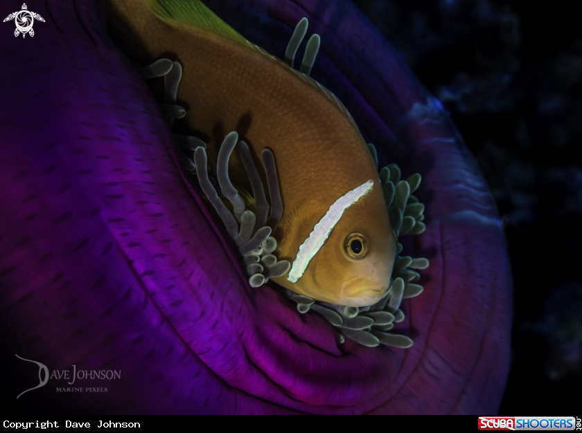 A Maldivian Clownfish