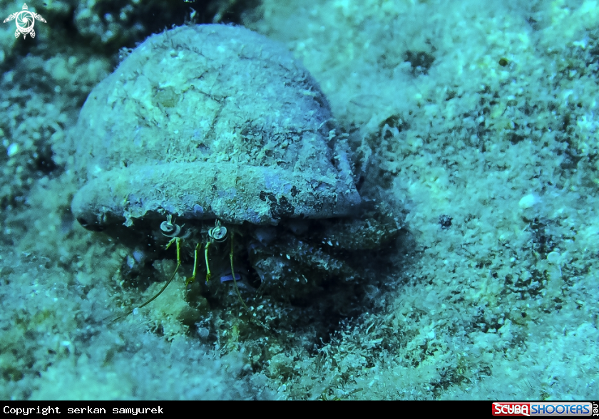 A hermit crab