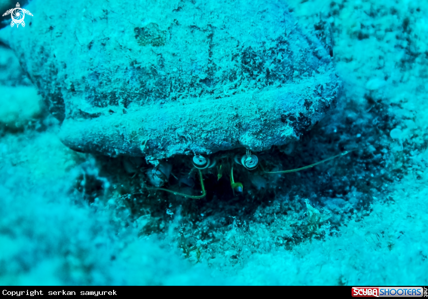 A hermit crab