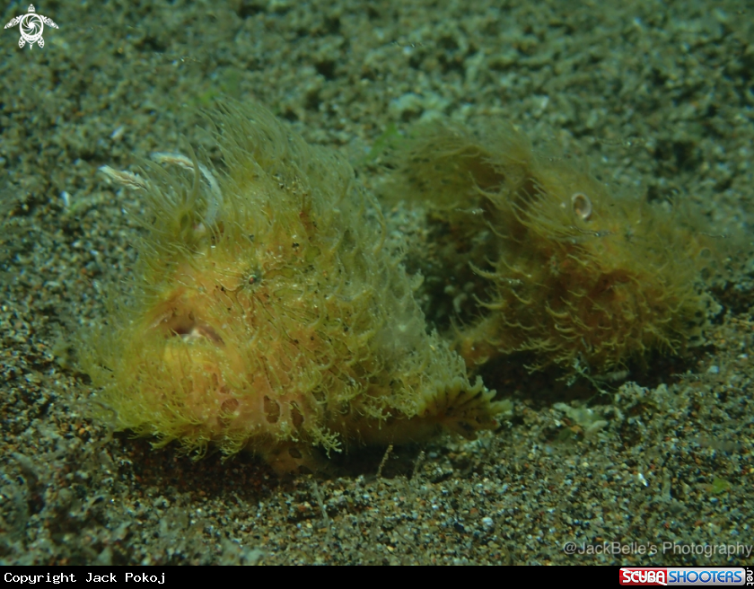 A Hairy Frogfish