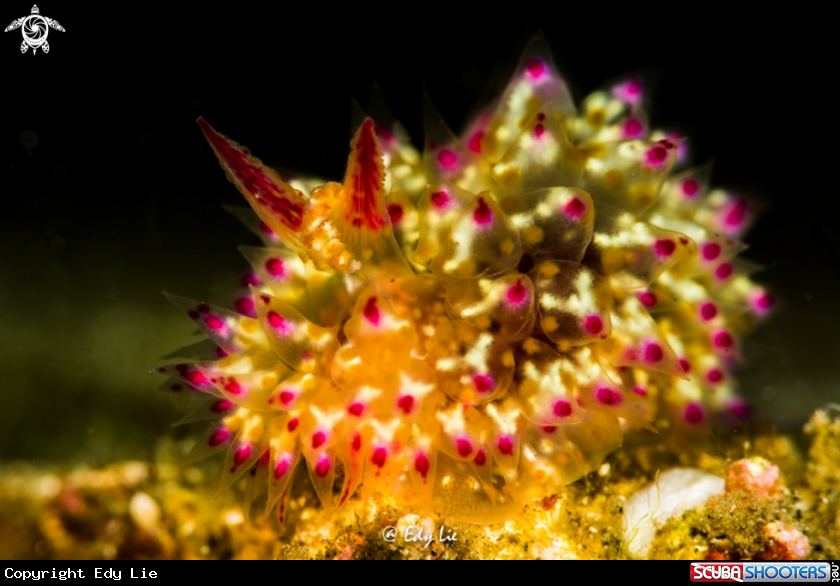 A Nudi