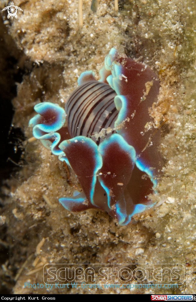 A Nudi