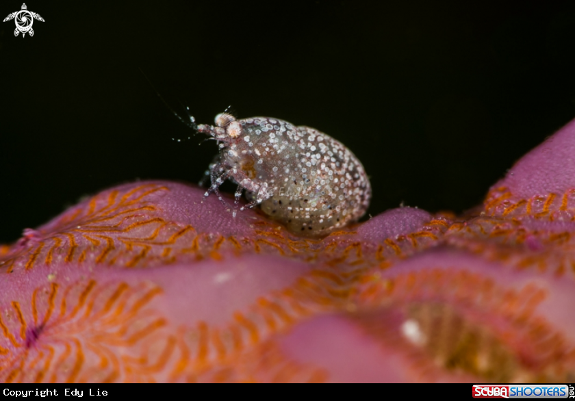 A Bug full eggs