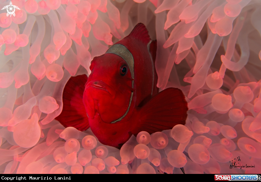 A Clownfish