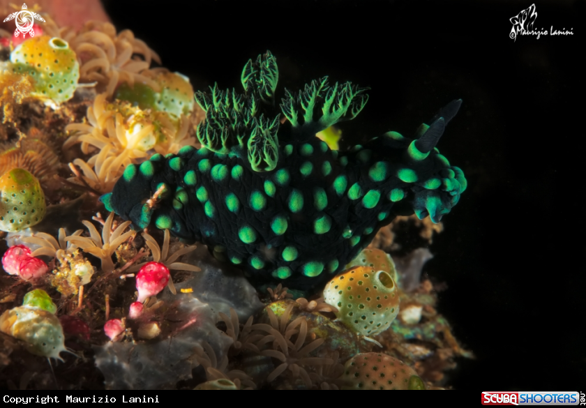 A Nudibranch