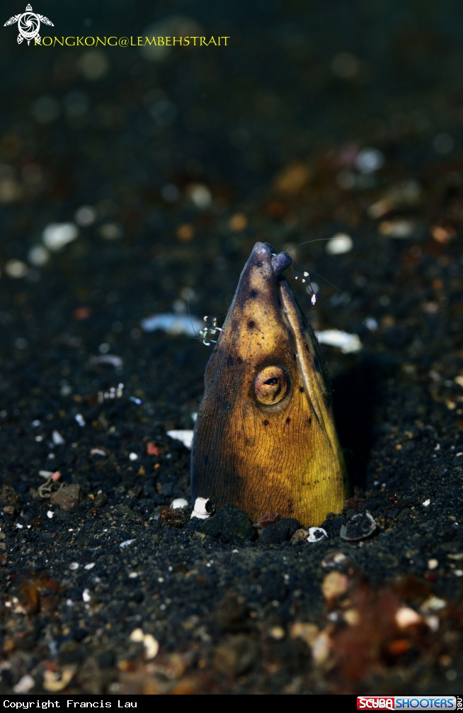 A Snake Eel