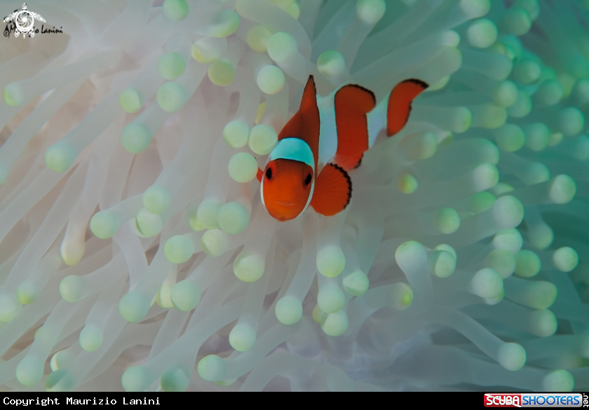 A Clownfish