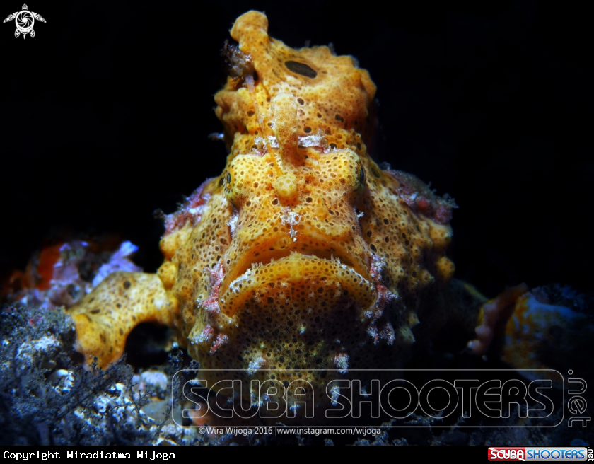 A Warty Frogfish