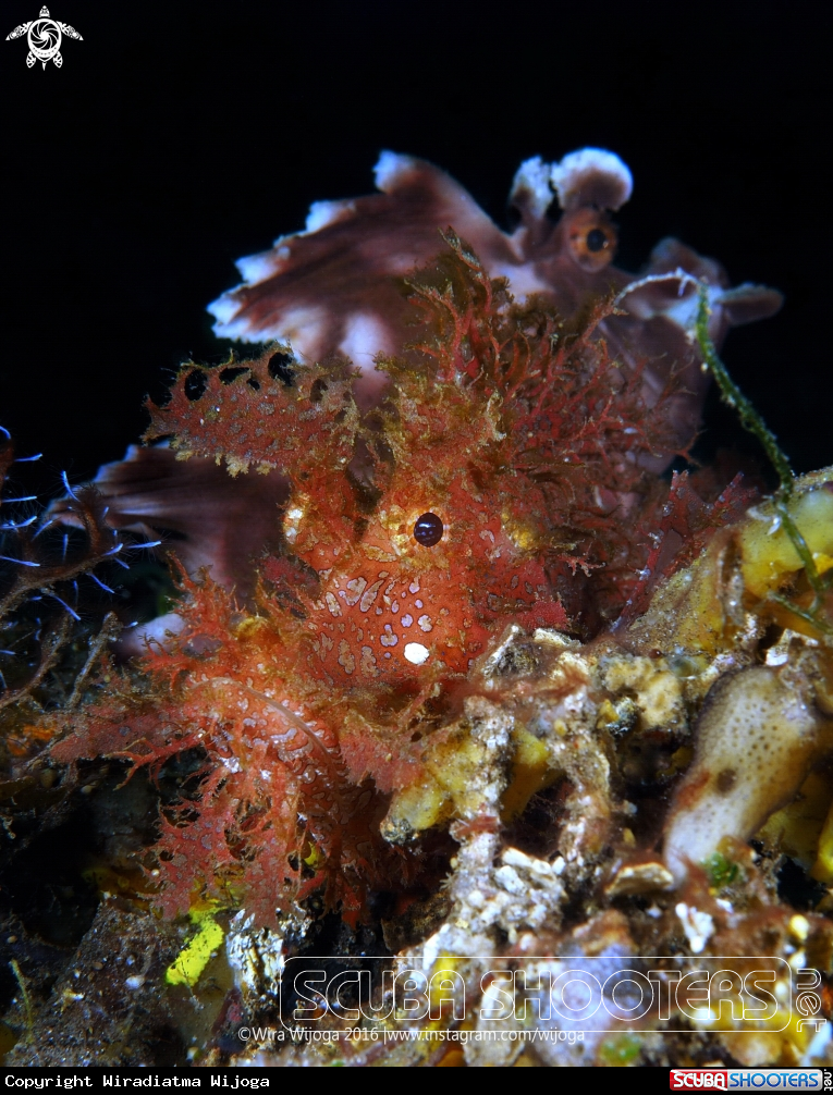 A Weedy and Paddle Flap Rhinopias