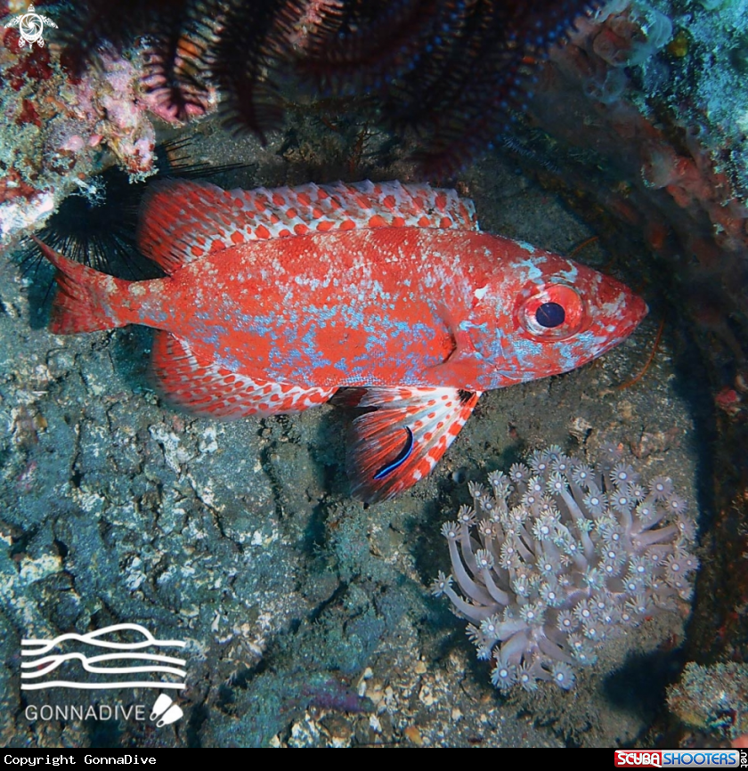 A Bloch's bigeye