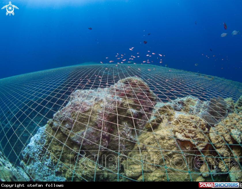 A Ghost Net  