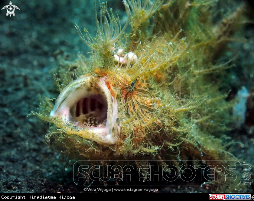 A Hairy Frogfish