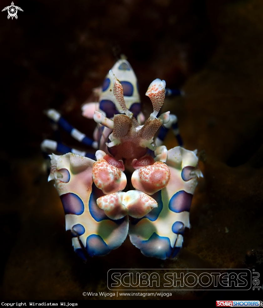 A Harlequin Shrimp