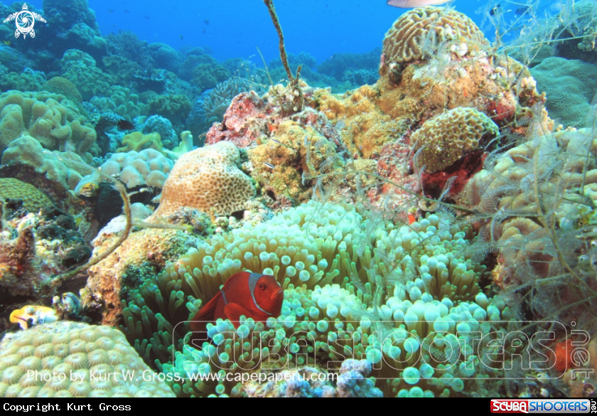 A Reef