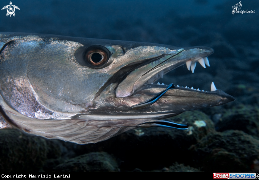 A Barracuda e labridi pulitori , Barracuda and wrasse  