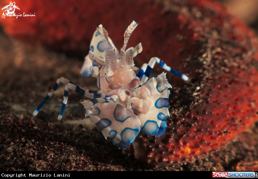 A Gamberetto arlecchino , Harlequin shrimp 