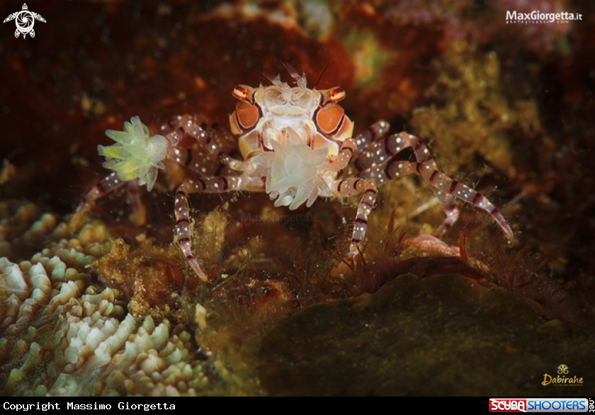 A boxer crab