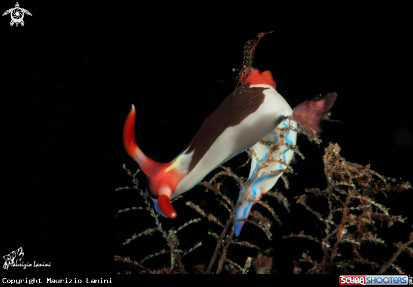 A Nudibranch and brownstripe hydroid shrimp