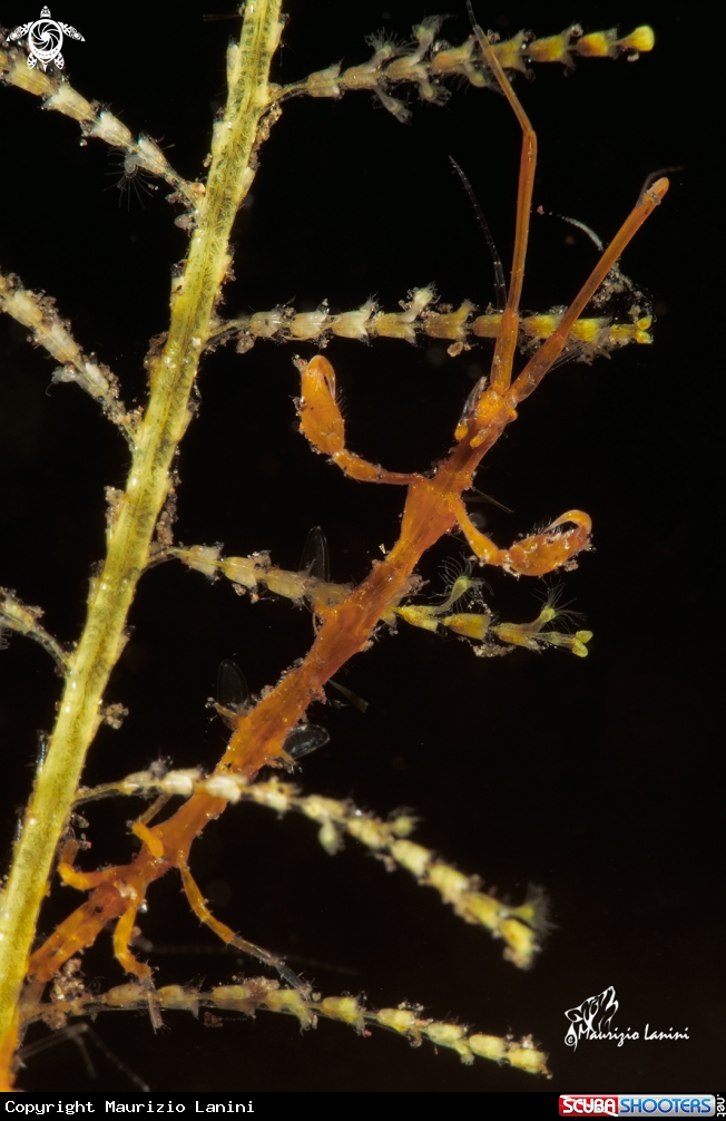 A Skeleton shrimp