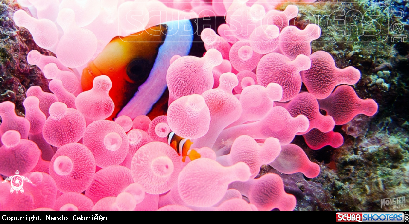A Allard's clownfish 