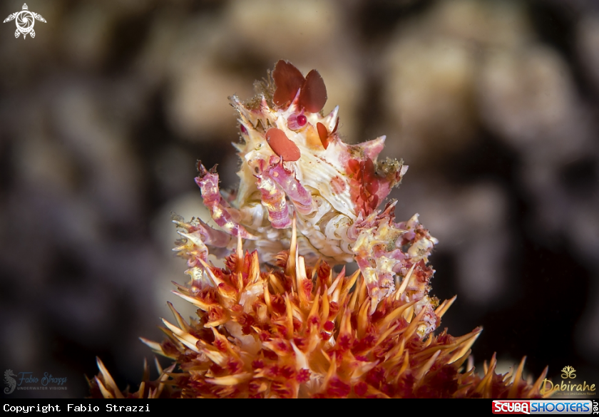 A Candy crab