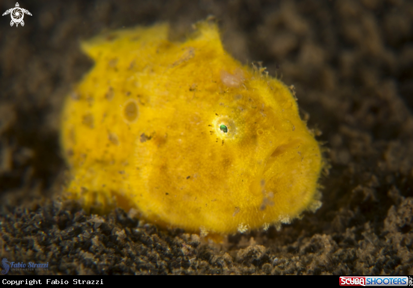 A Frogfish