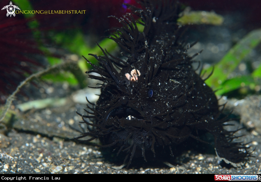 A Hairy Frogfish