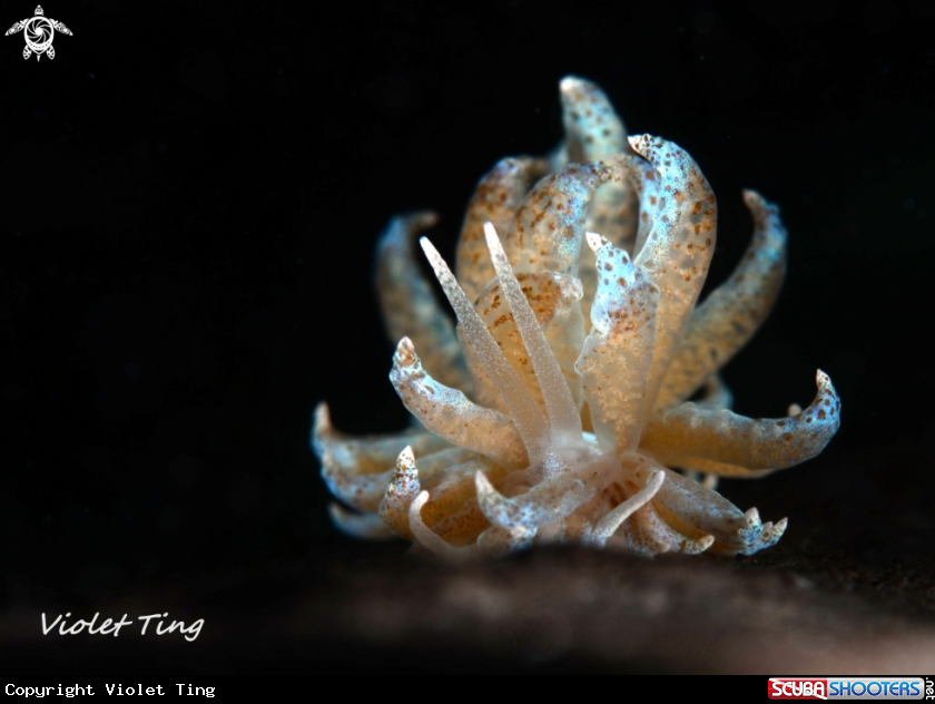 A Nudibranch