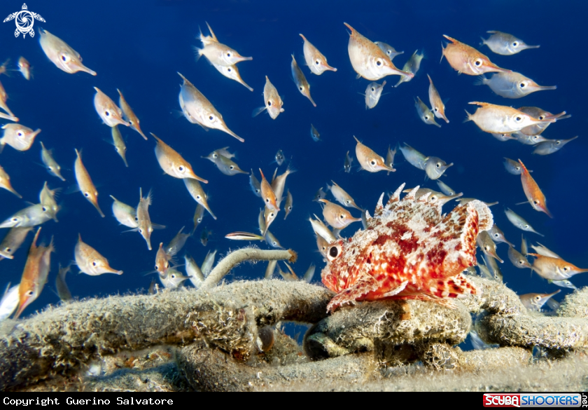 A Macroramphosus scolopax