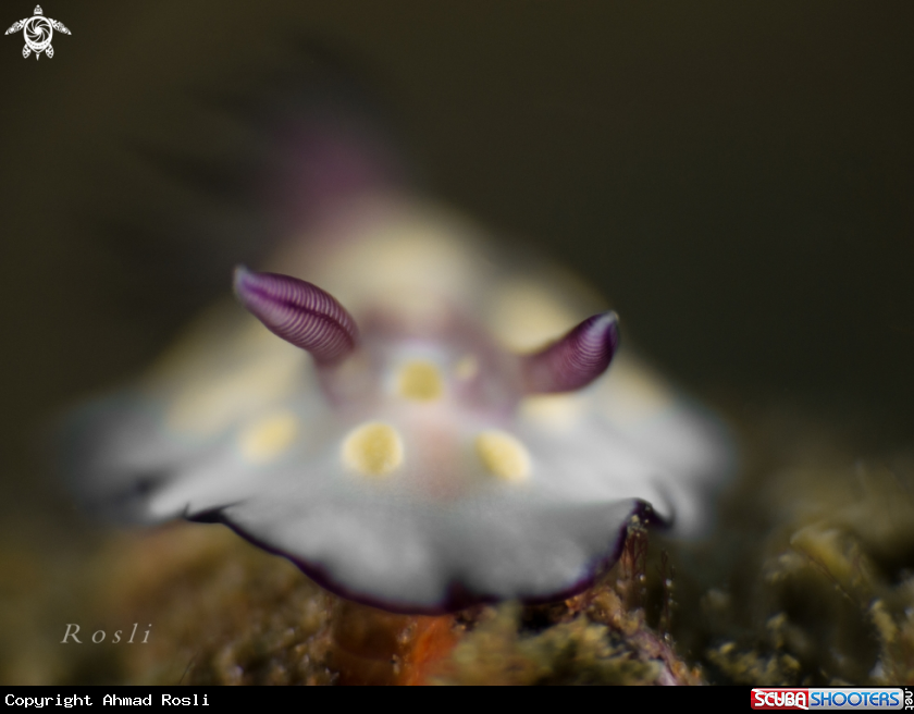 A Nudibranch