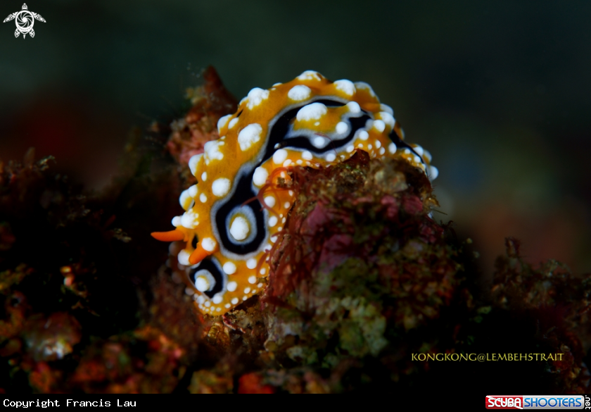 A Nudibranch