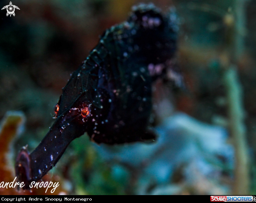 A robust ghost pipefish