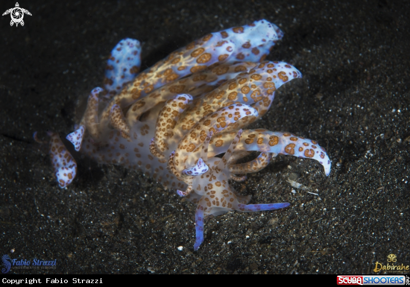 A Solar power nudi