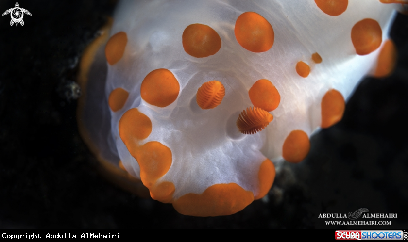 A nudibranch