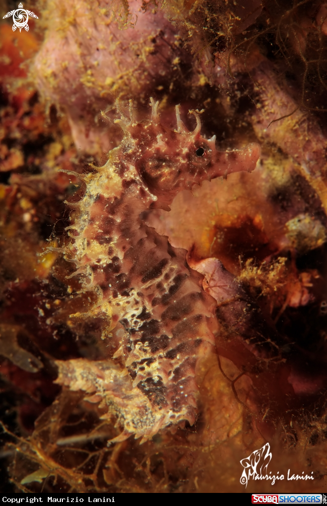 A Sea horse