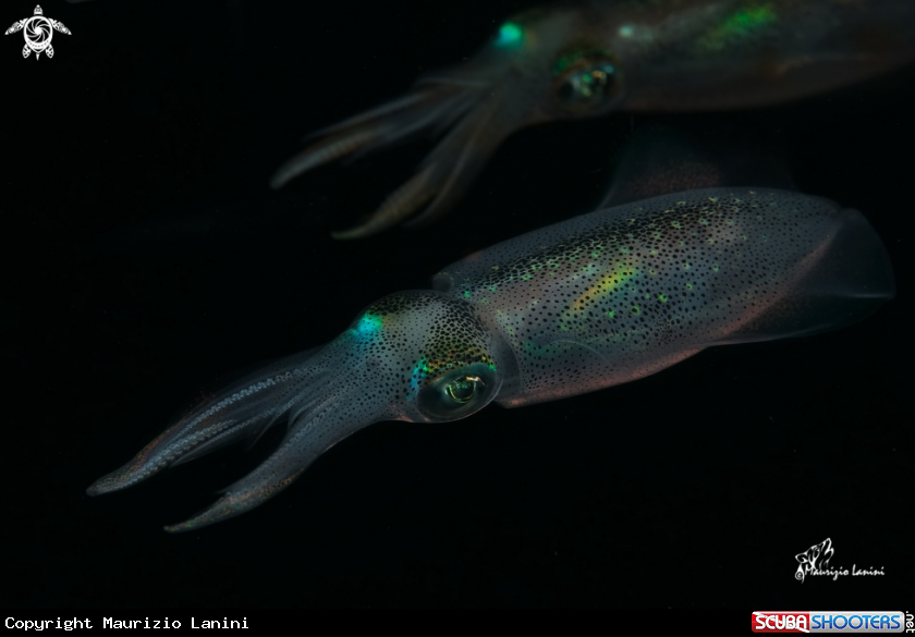 A Squids