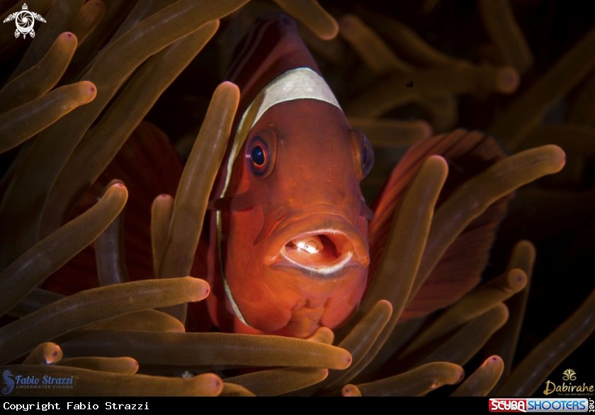 A Anemone fish