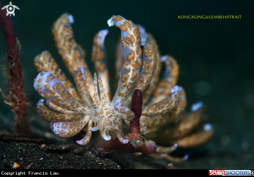 A Nudibranch