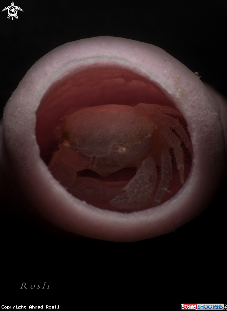 A Crab