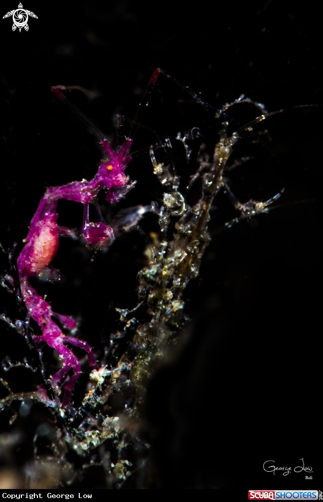 A Skeleton Shrimp 
